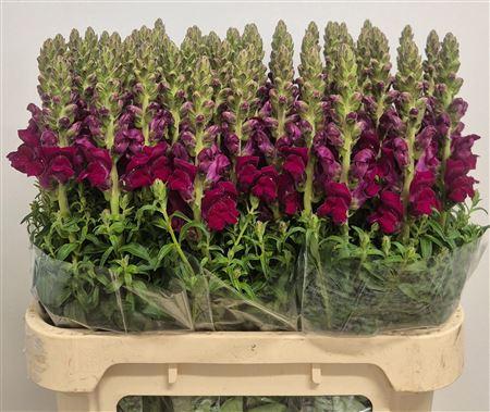 Antirrhinum majus 'Potomac Red'