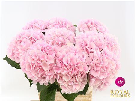 Hydrangea macrophylla 'Verena'