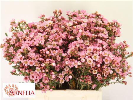 Chamelaucium 'Sarah's Delight'