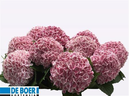 Hydrangea macrophylla 'Sunsation'