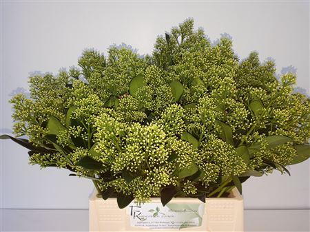 Skimmia japonica 'Yuki' per bos