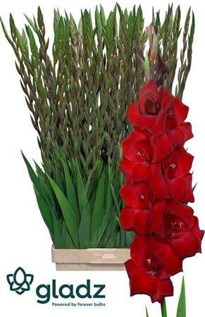 Gladiolus (Large-flowered Grp) 'Fat Boy'