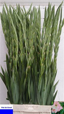 Gladiolus (Large-flowered Grp) 'Careless'