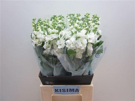 Matthiola incana 'Iron White'