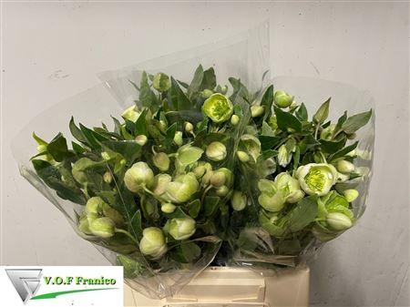 Helleborus Magnificent Bells