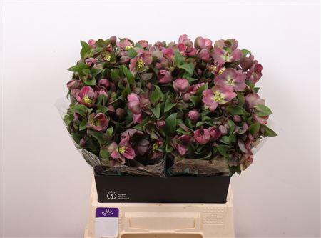 Helleborus 'Classic Grace'