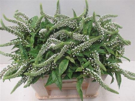 Lysimachia clethroides
