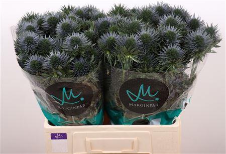 Eryngium alpinum 'Scorpius Questar'