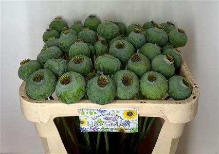 Papaver somniferum (zaaddoos)