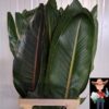 Strelitzia reginae