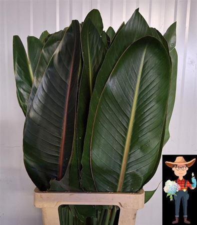 Strelitzia reginae