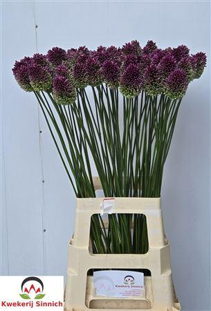 Allium sphaerocephalon
