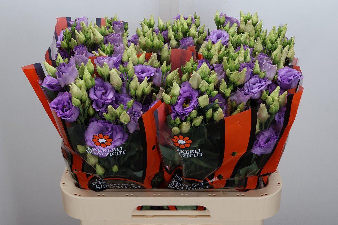 Eustoma russellianum gevuldbloemig 'Corelli Lavender'
