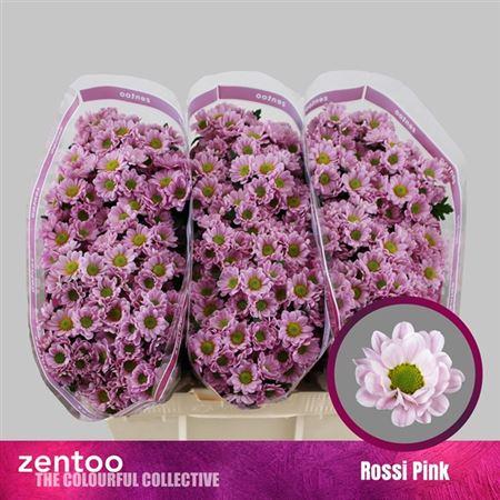 Chrysanthemum (Indicum Grp) tros santini 'Rossi Pink'