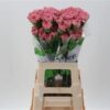 Dianthus 'Lege Pink'