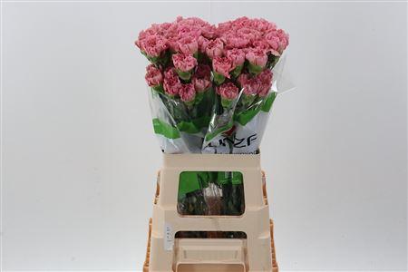 Dianthus 'Lege Pink'
