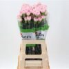 Dianthus standaard Essiana