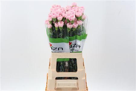 Dianthus standaard Essiana