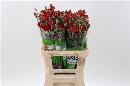 Dianthus tros Zumba