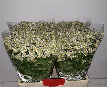 Tanacetum parthenium 'Single Vegmo'