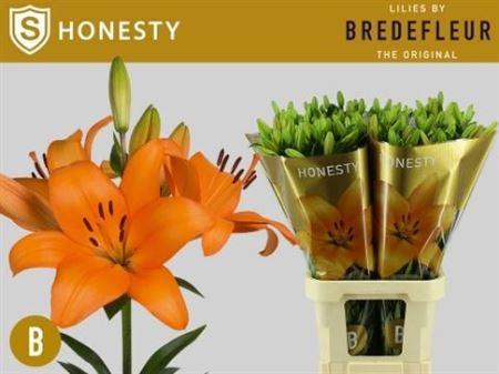 Lilium (LA-hybrids Grp) 'Honesty'