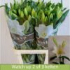 Lilium (Longiflorum Grp) 'Watch up'