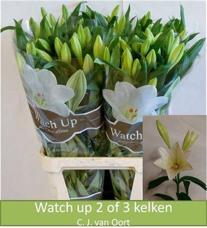 Lilium (Longiflorum Grp) 'Watch up'