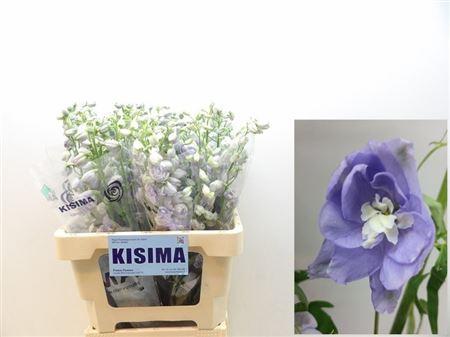 Delphinium dubbelbloemig (Elatum Grp) 'Magic Fountains Lavender'