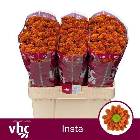Chrysanthemum (Indicum Grp) tros santini AAA Insta