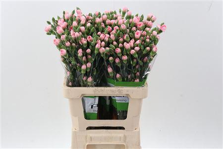 Dianthus tros overig