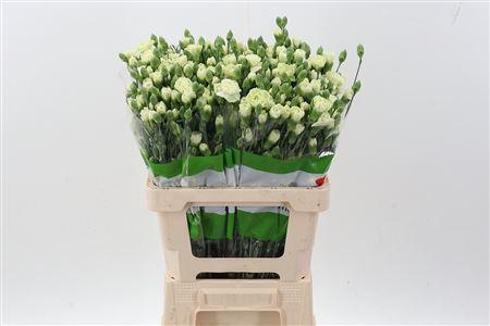 Dianthus spray Parsley+