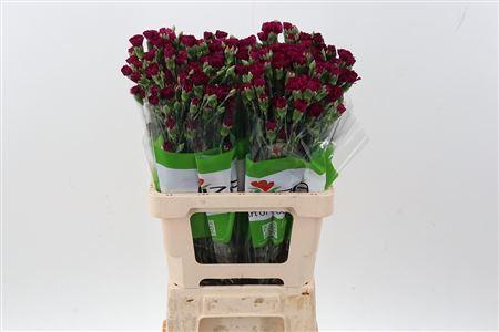 Dianthus tros overig
