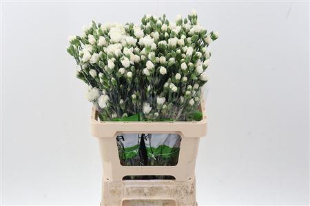 Dianthus tros 'Tarifa'