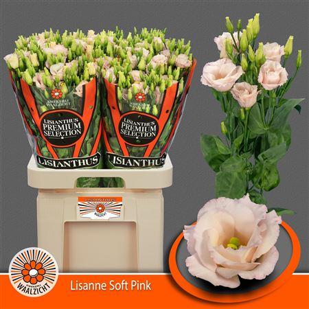 Snijbloemen overig