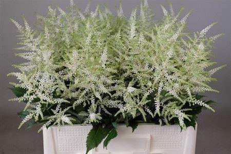 Astilbe (Japonica Grp) 'Washington'