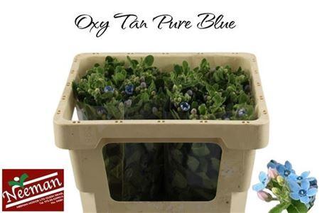 Oxypetalum coeruleum 'Tanioka Pure Blue'