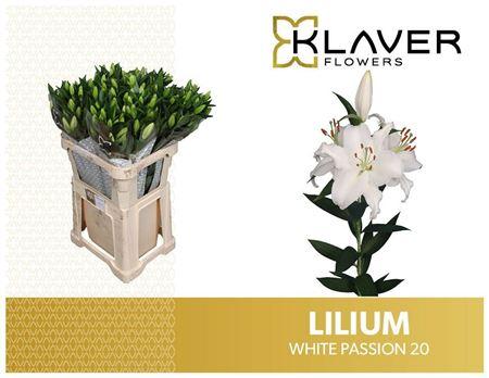 Lilium (Oriental Grp) 'White Passion'