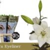 Lilium (LA-hybrids Grp) 'Eyeliner'