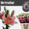 Lilium (LA-hybrids Grp) 'Brindisi'