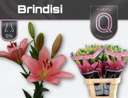 Lilium (LA-hybrids Grp) 'Brindisi'