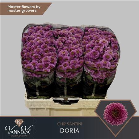 Chrysanthemum (Indicum Grp) tros santini AAA Doria