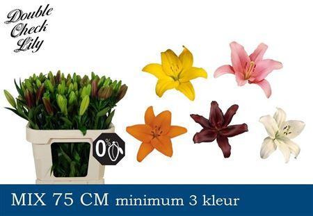 Lilium (LA-hybrids Grp) gemengd in fust