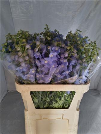 Delphinium enkelbloemig (Belladonna Grp) 'Ballkleid'