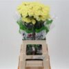 Dianthus standaard Hermes