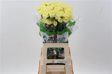 Dianthus standaard Hermes