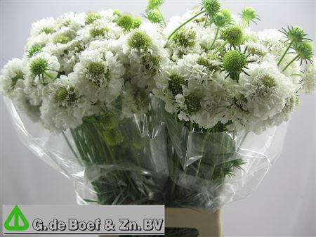 Scabiosa atropurpurea Milky Scoop
