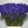Delphinium enkelbloemig (Belladonna Grp) 'Atlantis'
