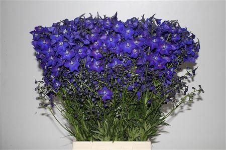 Delphinium enkelbloemig (Belladonna Grp) 'Atlantis'