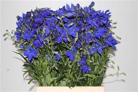 Delphinium enkelbloemig (Belladonna Grp) 'Völkerfrieden'