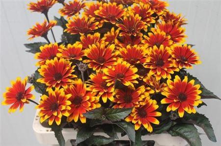 Heliopsis 'Sparkling Contrast'